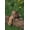 Unframed, variant on Art.com Bengal Tiger Cub Sleeping on Fallen Tree Photographic Print by DLILLC, 12" x 18"