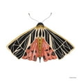 thumbnail image 2 of Nieman, Rachel 15x15 White Modern Wood Framed Museum Art Print Titled - Naturally Wonderful Moth, 2 of 4