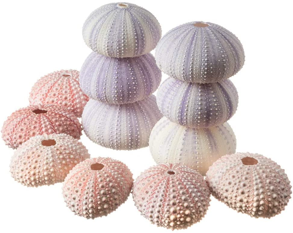 Sea Urchins 6 Pink Sea Urchin Shells & 6 Purple Sea Urchin Shells Crafts and Beach Decor