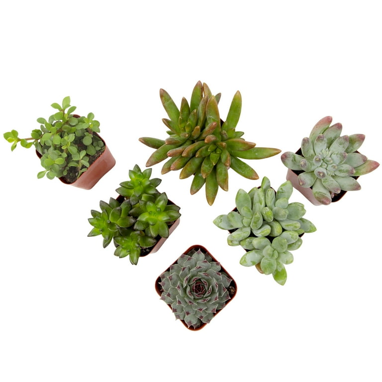Element by Altman Plants Multicolor Succulent, Live Indoor House Plants with Grower Pots, 2 inch, Pack of 6