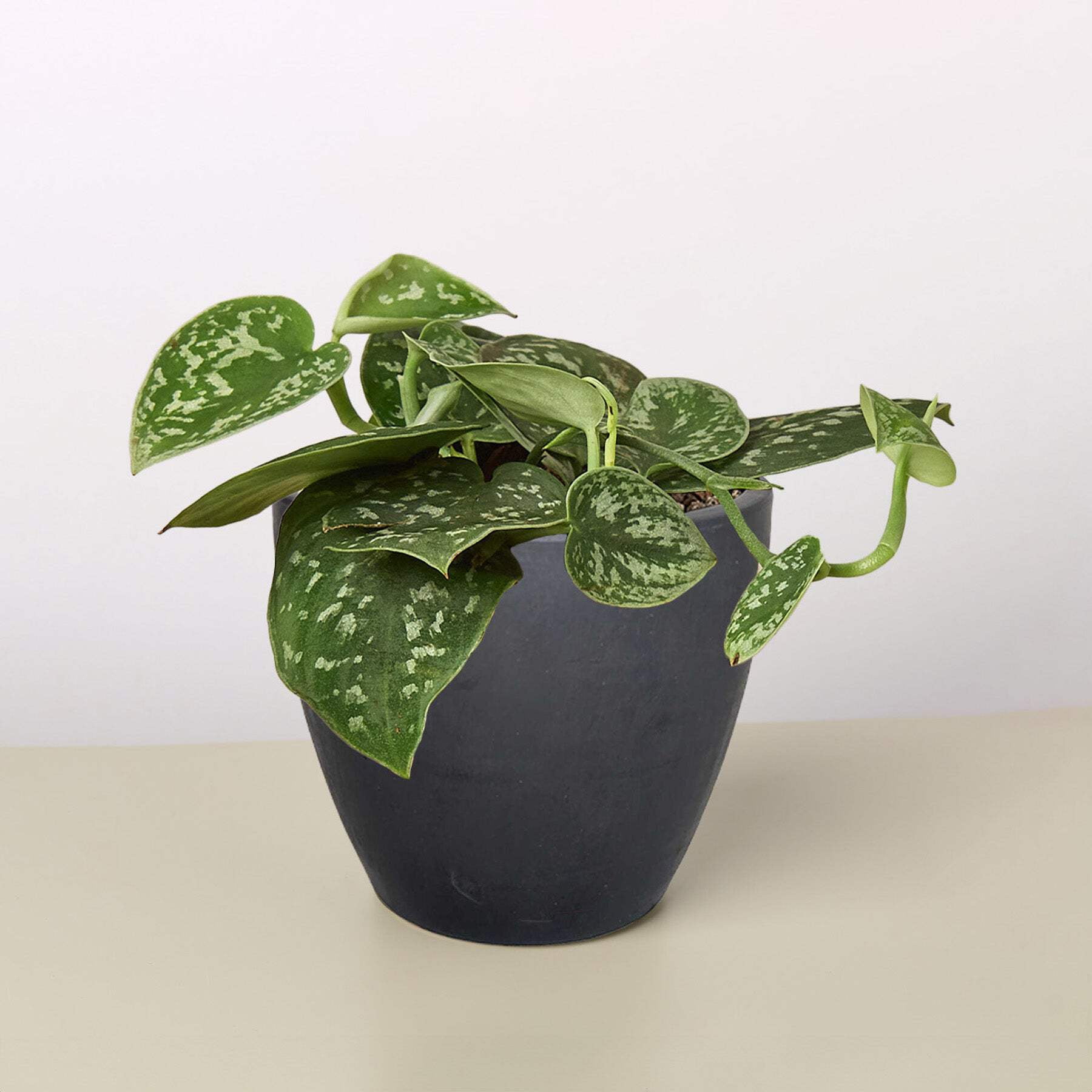 Pothos 'Satin', 4" Pot, Indoor Houseplant, Easy Care, Live Plant for Indoor & Outdoor