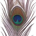 thumbnail image 3 of Pack Of 25pc Natural Peacock Feathers 10-12'', 3 of 3