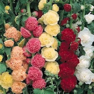Heirloom Flower Bulbs - Hollyhock Chater's Double Mixed Colors Seed Heirloom - 1 Packet