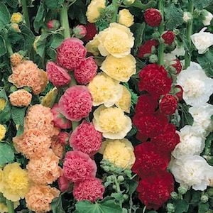 Hollyhock Chater's Double Mixed Colors Seed Heirloom - 1 (Best Place To Plant Hollyhocks)