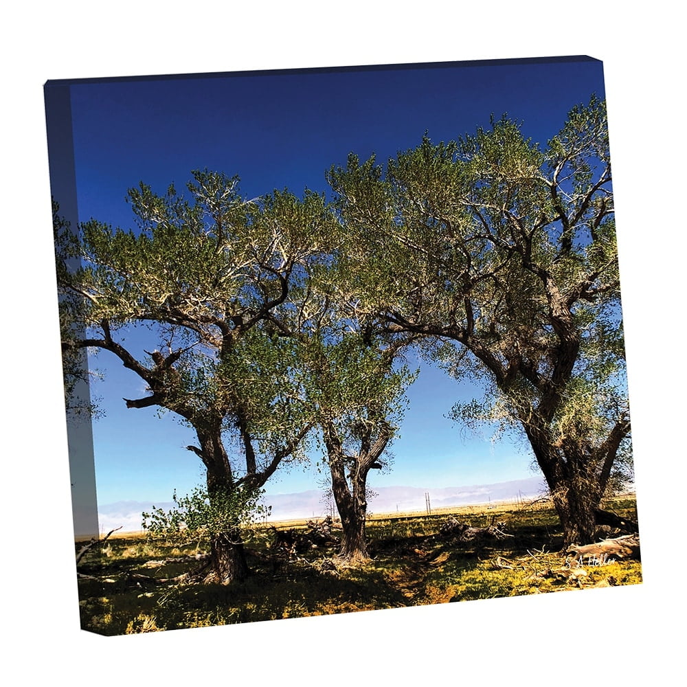 Tree Line by photographer Steven A. Heller - 14"x14" Canvas Artwork - Multi-Color 16 x 20