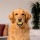 thumbnail image 3 of Pelota masticable Playology Squeaky para perros de talla grande, talla XL, 23 kg o más, 3 of 6