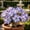 I, variant on Desert Rose, Low Maintenance - Easy Grow - Ideal for Beds Borders, Plant Pots & Planters