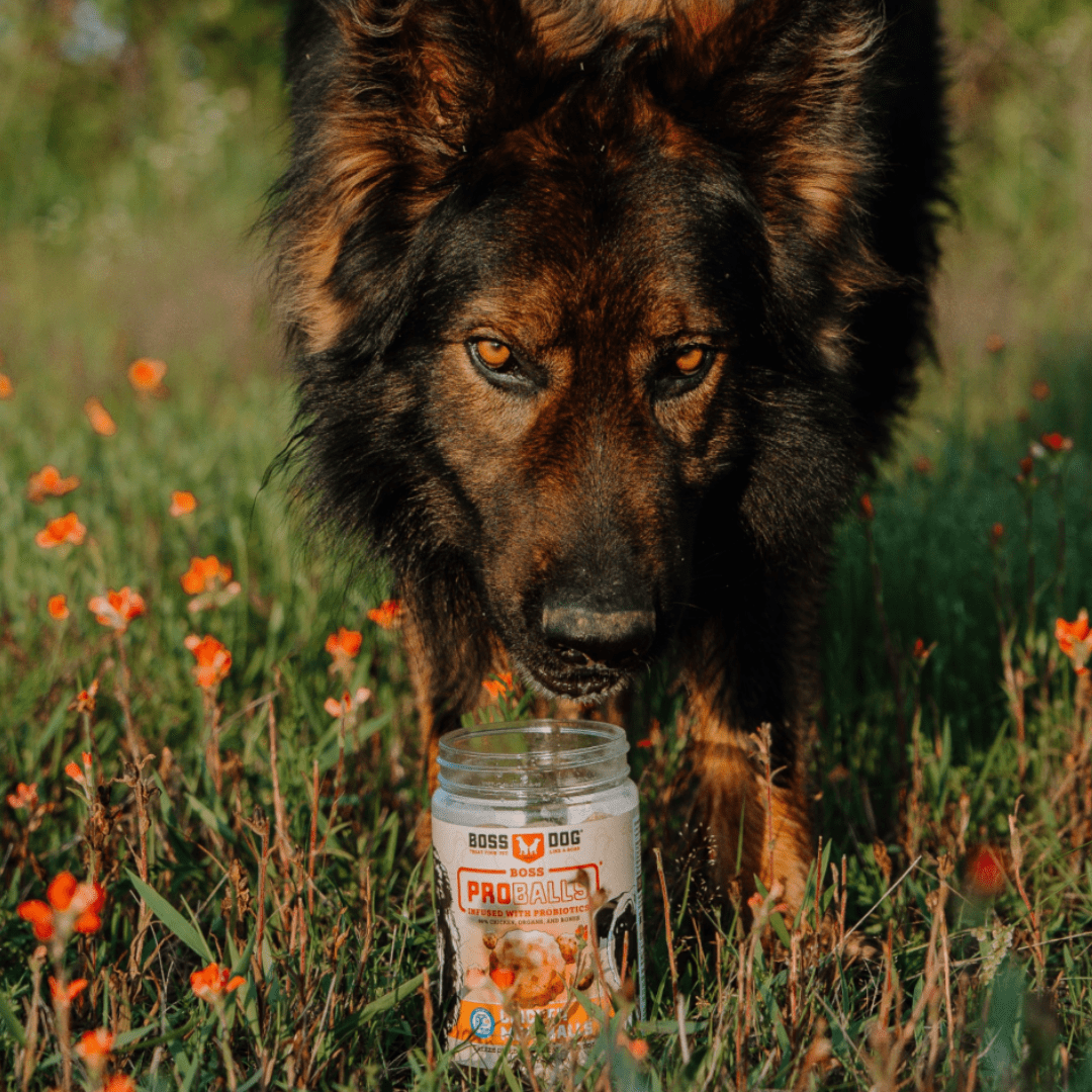 Boss Dog ProBalls, Probiotic Freeze Dried Treats for Dogs & Cats, Beef, 6 oz Jar