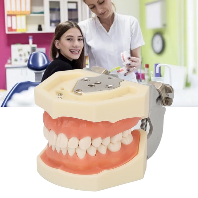 Modelo Dental De Quiste Maxilar, Marco De Mandíbula FE, Modelo De Preparación De Dientes, Resina, 28 Dientes, Encías Suaves Para Practicar Abscesos De Incisión