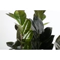thumbnail image 3 of Trending Tropicals Live 10in. Tall Black Raven ZZ Plant; 6in. Ceramic Pot, 3 of 6