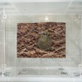 thumbnail image 4 of WEUVEB 2Ud Plataforma Para Reptiles Y En De Árbol Natural Color Marrón, 4 of 6