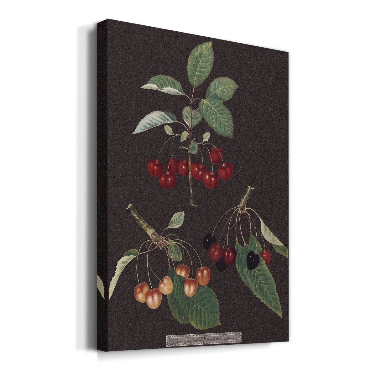 Brookshaw Cherries Premium Gallery Wrapped Canvas - Ready to Hang