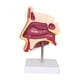 thumbnail image 4 of Modelo de órgano de Cavidad Nasal Humana Modelo Estructural para Niños Y Niñas Adolescentes, 4 of 9