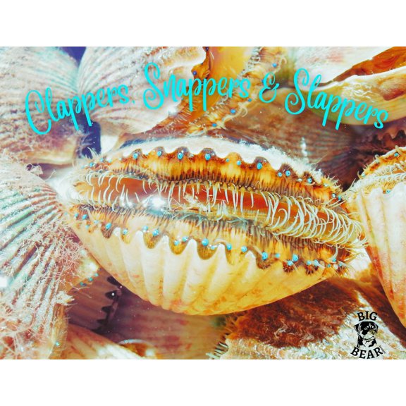 Clapper, Snappers & Slappers - Scallop / Designs by Big Bear Designs