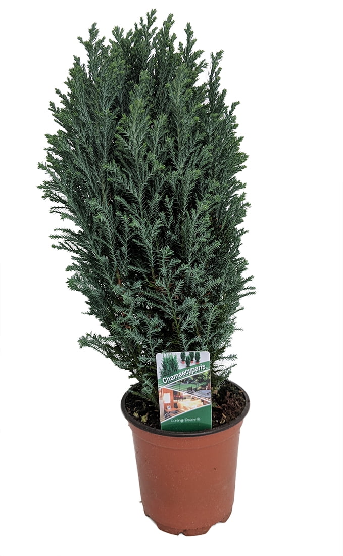 Blue European Cypress Christmas Tree Chamaecyparis Indoors/Out 4.