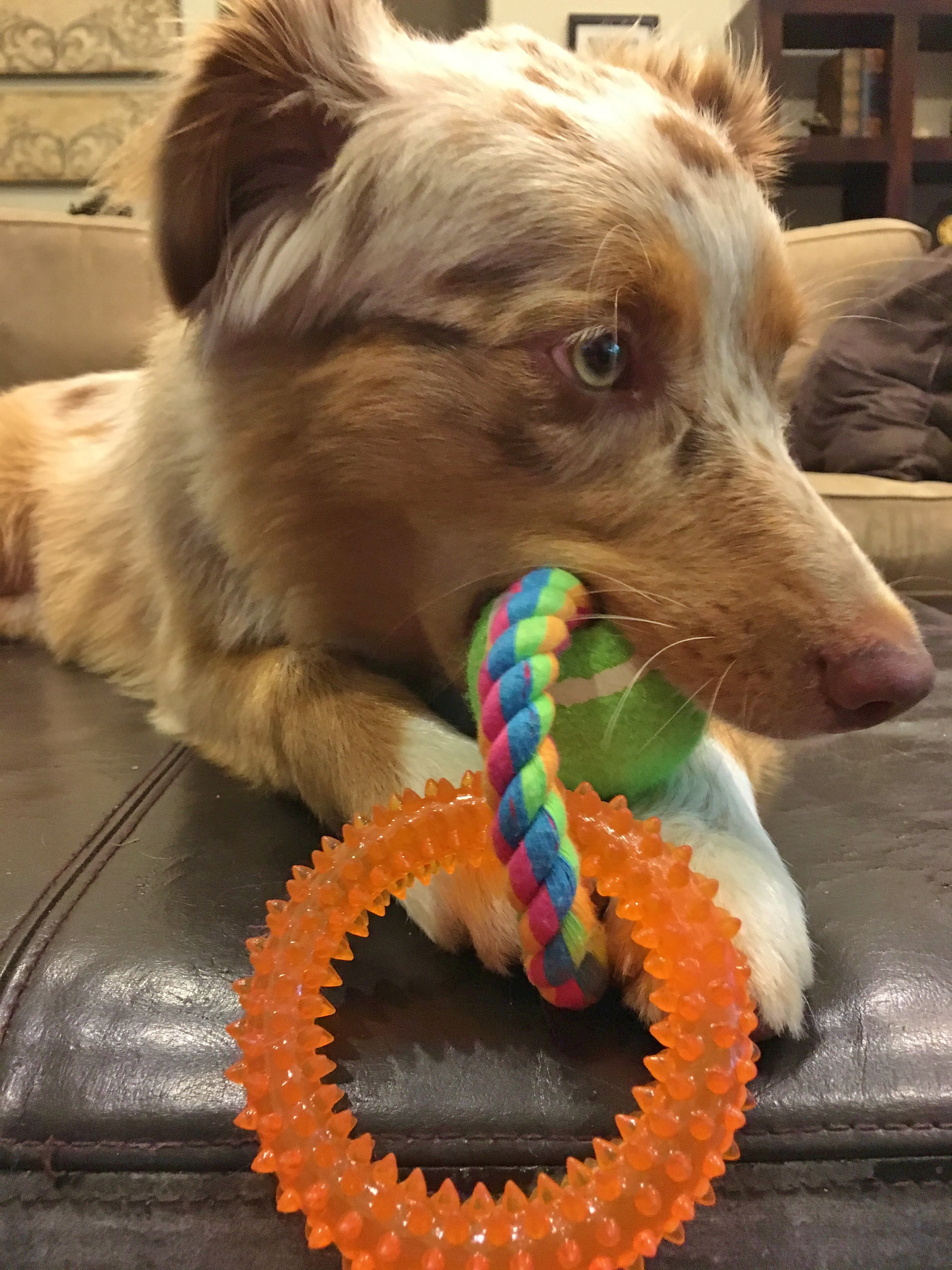 Pugslies ballistic tug toy cheap