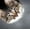 A Cat, variant on Elephant Stock Sad Bulldog Wall Art - Horizontal Canvas Wall Art - Living Room Wall Decor - Animal Canvas - Black And Orange Decor - 48" x 32"