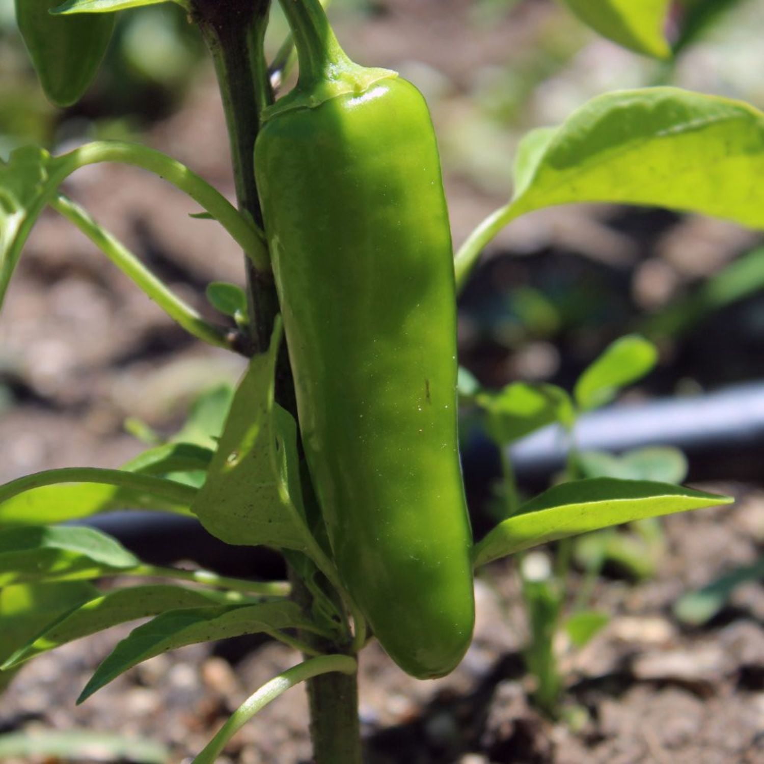 Proven Winners 4" Mucho Nacho Jalapeno Live Plant in 4.25" Pot (4 Count)