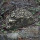 thumbnail image 5 of Llave de Repuesto Macarena Ocultador de Llaves de Roca Falsa, 5 of 8