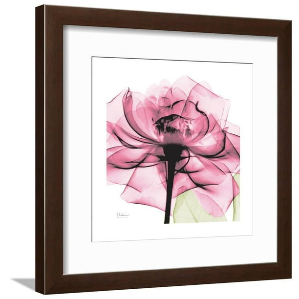 Rose Pink, Botanical Framed Art Print Wall Art by Albert Koetsier
