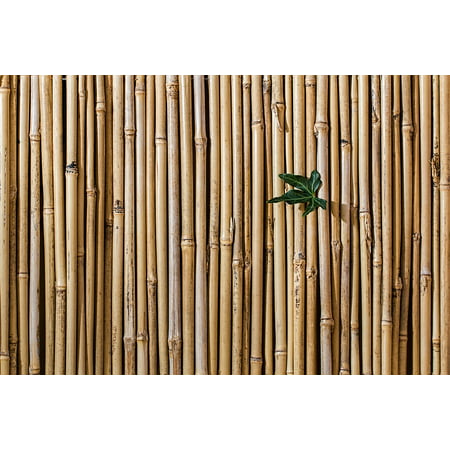 LAMINATED POSTER Screen Fence Barrier Bamboo Desktop Wallpaper Poster Print 24 x