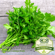400  Italian Parsley Seeds | Non-GMO | Fresh Garden Seeds