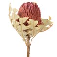 thumbnail image 2 of Vickerman 12" Erica Pink Baxteri (Banksia) Flower with Stem. Includes 3 Stems per Pack, Dried, 2 of 3