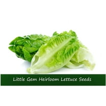 Vegetable Seeds- Little Gem Lettuce- 500 Seeds--Old English Heirloom -Tasty Sweet 4" Small Solid Heads
