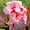 Pink, variant on Canna,  Low Maintenance -Excellent Display, Easy Grow - Ideal for Beds Borders, Plant Pots & Planters.