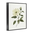 thumbnail image 2 of Stupell Industries Traditional Ivory Rose Bloom With Green Foliage Black Framed Giclee Art, 11 x 14, by Nan, 2 of 8