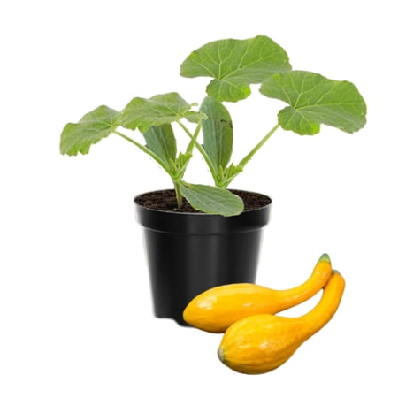 Yellow Squash Vegetable Plants Live, Set 2 Plants, 3 to 6 Inc Long, Squash Plants Live Growing