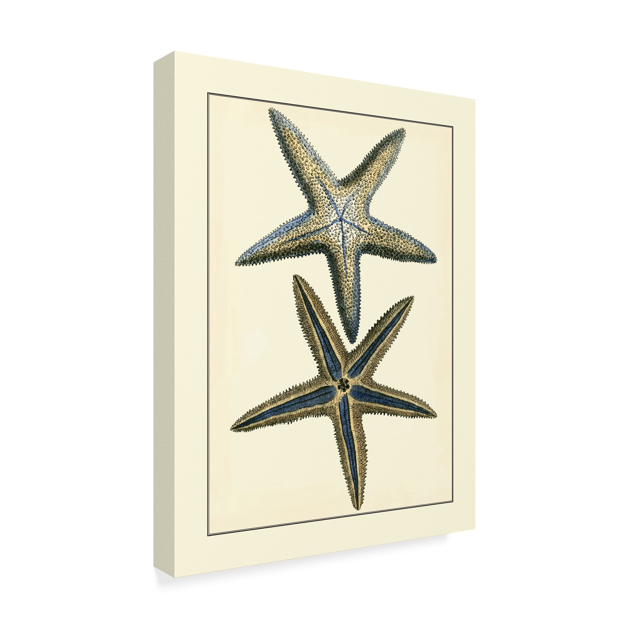 Trademark Fine Art 'Antique Blue Starfish I' Canvas Art by Vision Studio