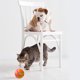 thumbnail image 5 of Juguetes inteligentes para gatos, juguetes de pelota impermeables luminosos para todas las mascotas (control remoto naranja) Ndcxsfigh Para estrenar, 5 of 9