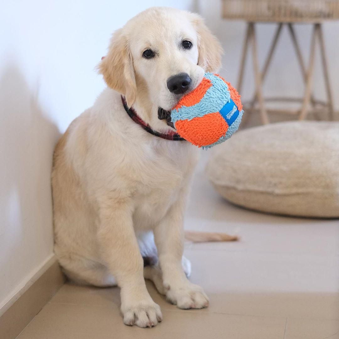 Chuckit! Indoor Ball Fetch Plush Ball Dog Toy