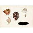 thumbnail image 3 of Vision Studio 14x11 Black Modern Framed Museum Art Print Titled - Antique Shell Anthology IX, 3 of 5