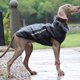 thumbnail image 4 of Ropa para perros grandes chaleco impermeable para perros grandes chaqueta cálida Wdftyju para exteriores abrigo para Perros Bulldog Francés Otoño e Invierno, 4 of 8