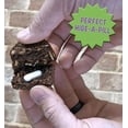 thumbnail image 3 of Horse Treats NickerDoodles, balde de 0,9 kg, horneado a fuego lento, sin aditivos, 3 of 7