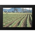 thumbnail image 2 of Styber, Dana 24x17 Black Modern Framed Museum Art Print Titled - Daffodil Harvest II, 2 of 5