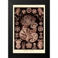thumbnail image 2 of Haeckel, Ernst 13x18 Black Modern Framed Museum Art Print Titled - Haeckel Nature Illustrations: Sea Cucumbers- Rose Tint, 2 of 5