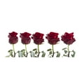 thumbnail image 5 of Natural Fresh Flowers Explorer Roses, 5 of 9