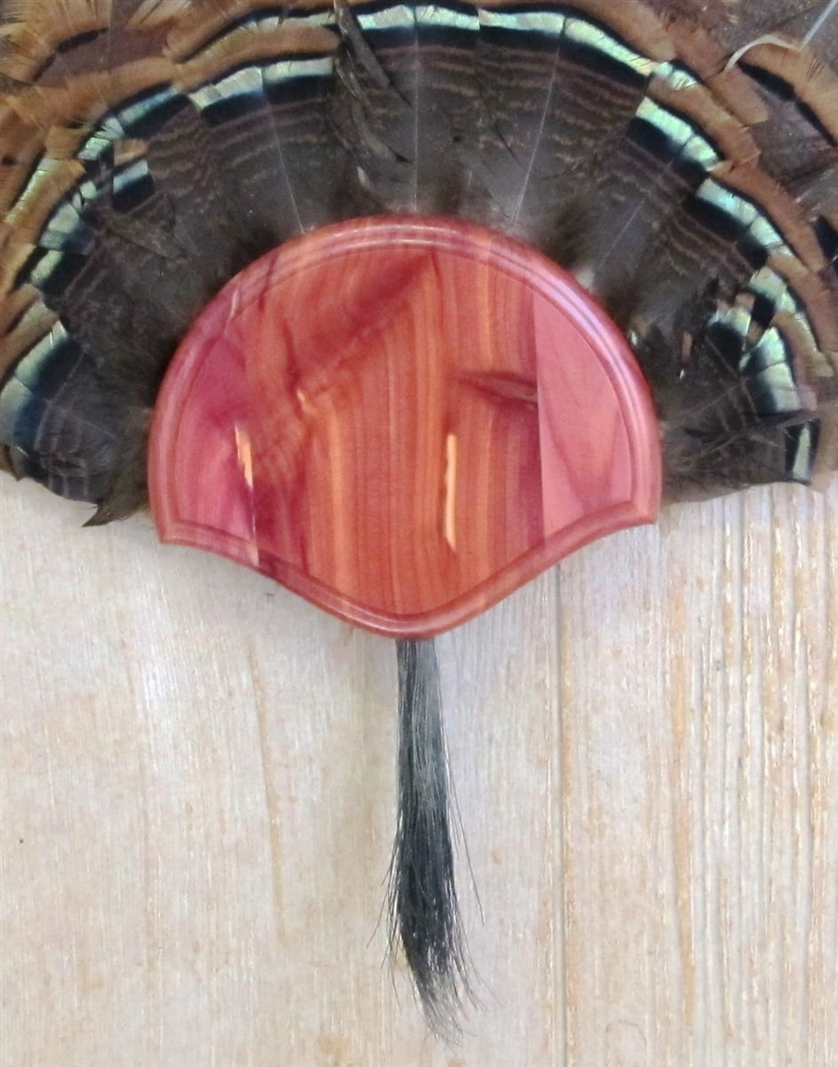 The Taxidermists' Cedar Turkey Fan Mounting Kit 01