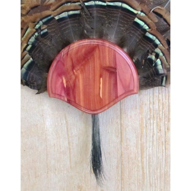 The Taxidermists' Cedar Turkey Fan Mounting Kit 01