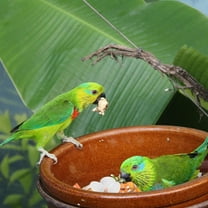 Siliaire White Plastic Parrot Fake Egg 30Pcs For Pet Birds Hatching Process Breeding Management