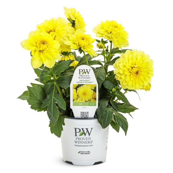 Proven Winners 8" Virtuoso Dayglo Yellow Dahlia Live Plant in 6.5" Pot
