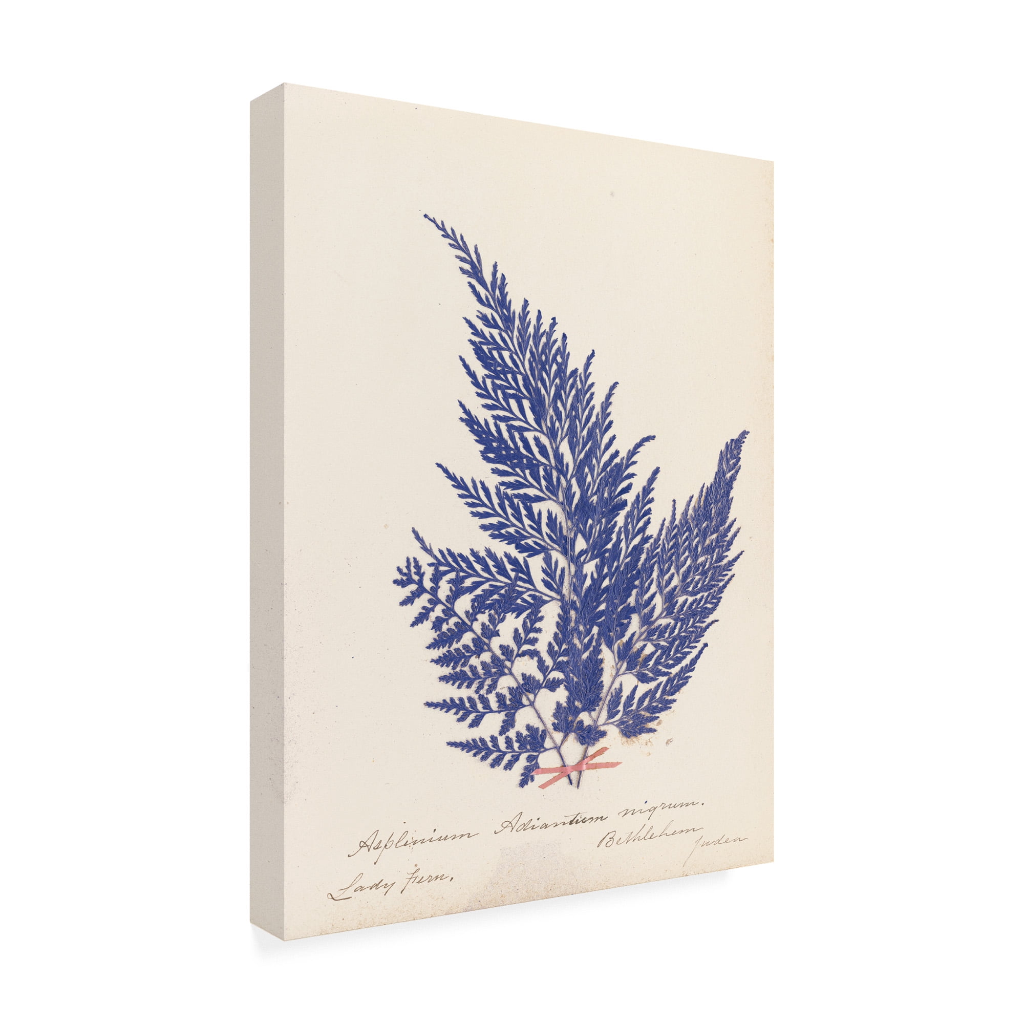 Trademark Fine Art 'Botanical Fern XVIII Blue' Canvas Art by Wild Apple Portfolio