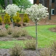 thumbnail image 4 of Brighter Blooms - Proven Winners® Lollipop® Crabapple Tree, 5-6 ft. - No Shipping to AK, AZ, CA, HI, ID, OR, WA, 4 of 5