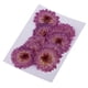 thumbnail image 1 of 10 Piezas Hojas Secas Prensadas Elegante de Color Púrpura para ción de Tarjetas Margarita púrpura Sunnimix Flores secas prensadas, 1 of 8