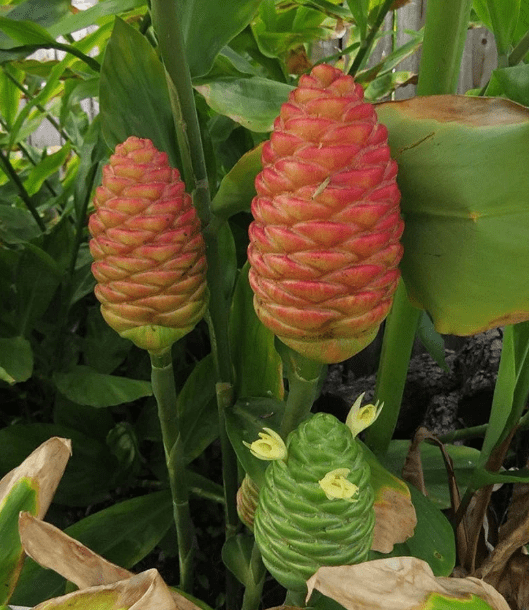 Shampoo Ginger Plant Live, Zingiber Zerumbet Plant Pinecone Ginger Plant for Garden, No Pot