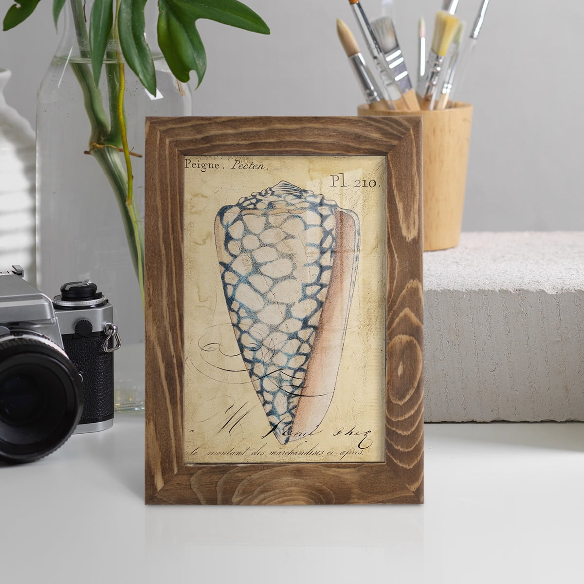 Seashell Ephemera IV - Framed Print w/glass - Walnut