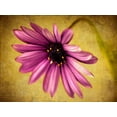 thumbnail image 2 of Malek, Honey 14x12 Black Ornate Wood Framed with Double Matting Museum Art Print Titled - Fuchsia Daisy IV, 2 of 4